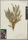 Foto von Salix alba L. x Salix fragilis L.
